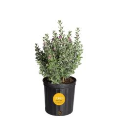 10 In. Outdoor Purple Texas Sage Plant In Grower Pot, Avg. Shipping Height 24 In.to 30 In. Tall