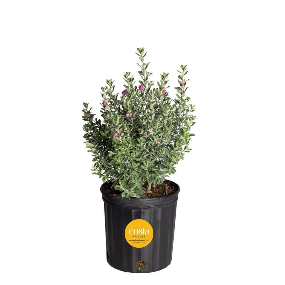 10 In. Outdoor Purple Texas Sage Plant In Grower Pot, Avg. Shipping Height 24 In.to 30 In. Tall 3 10 In. Outdoor Purple Texas Sage Plant In Grower Pot, Avg. Shipping Height 24 In.to 30 In. Tall