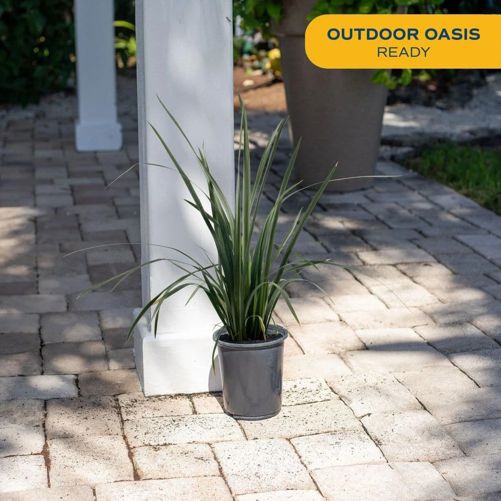 Outdoor Dietes Iris Bush Plant In 2.5 Qt. Grower Pot, Avg. Shipping Height 1 Ft. To 2 Ft. Tall 4 Outdoor Dietes Iris Bush Plant In 2.5 Qt. Grower Pot, Avg. Shipping Height 1 Ft. To 2 Ft. Tall - Image 3