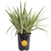 Outdoor Dietes Iris Bush Plant In 2.5 Qt. Grower Pot, Avg. Shipping Height 1 Ft. To 2 Ft. Tall -Home plant costa farms shrubs hedges m die g pot 01 64 1000