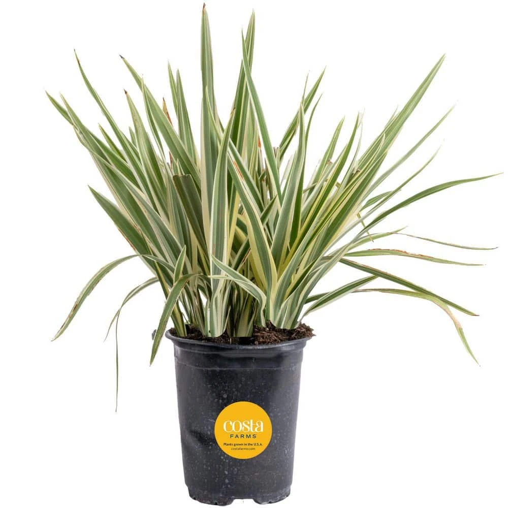 Outdoor Dietes Iris Bush Plant In 2.5 Qt. Grower Pot, Avg. Shipping Height 1 Ft. To 2 Ft. Tall 2 Outdoor Dietes Iris Bush Plant In 2.5 Qt. Grower Pot, Avg. Shipping Height 1 Ft. To 2 Ft. Tall
