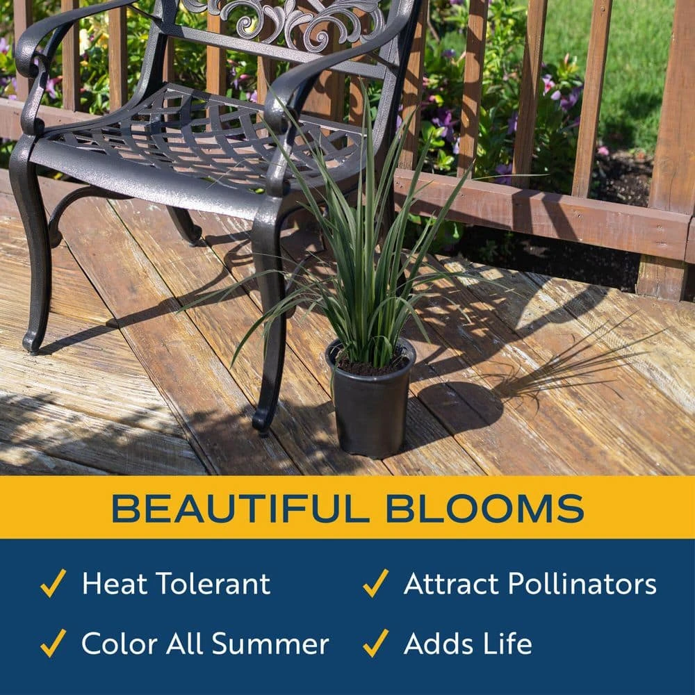 Outdoor Dietes Iris Bush Plant In 2.5 Qt. Grower Pot, Avg. Shipping Height 1 Ft. To 2 Ft. Tall 3 Outdoor Dietes Iris Bush Plant In 2.5 Qt. Grower Pot, Avg. Shipping Height 1 Ft. To 2 Ft. Tall - Image 2