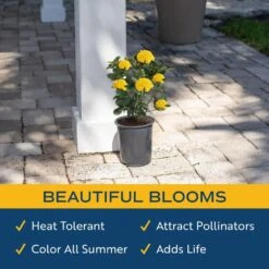 Grower's Choice Outdoor Ixora Maui Plant In 2.5 Qt. Grower Pot, Avg. Shipping Height 18 In. To 24 In. 13 Grower's Choice Outdoor Ixora Maui Plant In 2.5 Qt. Grower Pot, Avg. Shipping Height 18 In. To 24 In. -Home plant costa farms shrubs hedges m imi g pot 01 4f 1000