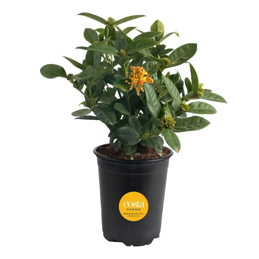 Grower's Choice Outdoor Ixora Maui Plant In 2.5 Qt. Grower Pot, Avg. Shipping Height 18 In. To 24 In. 3 Grower's Choice Outdoor Ixora Maui Plant In 2.5 Qt. Grower Pot, Avg. Shipping Height 18 In. To 24 In.