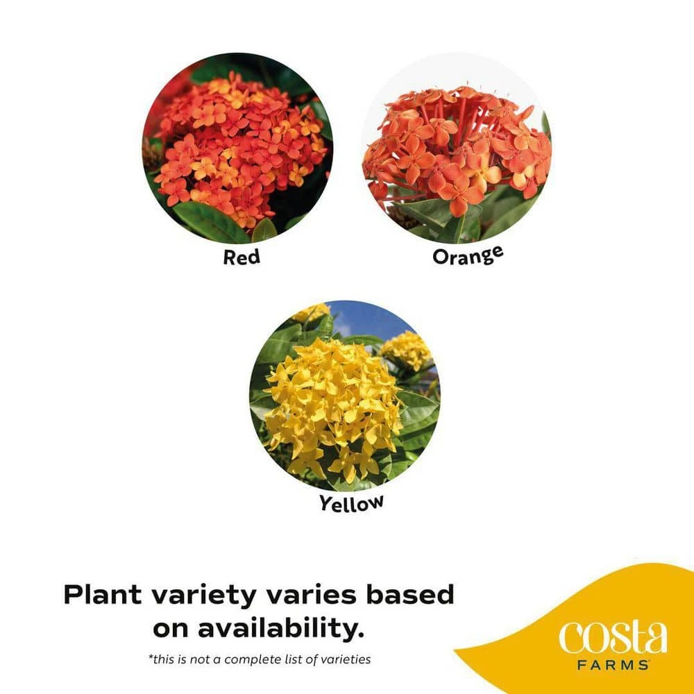 Grower's Choice Outdoor Ixora Maui Plant In 2.5 Qt. Grower Pot, Avg. Shipping Height 18 In. To 24 In. 4 Grower's Choice Outdoor Ixora Maui Plant In 2.5 Qt. Grower Pot, Avg. Shipping Height 18 In. To 24 In. - Image 2