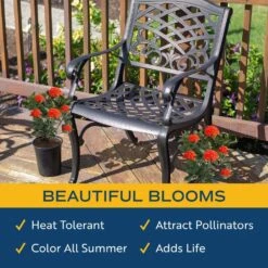 Grower's Choice Outdoor Ixora Taiwanese Plant In 2.5 Qt. Grower Pot, Avg. Shipping Height 18 In. To 24 In. -Home plant costa farms shrubs hedges m ite g pot 02 31 1000