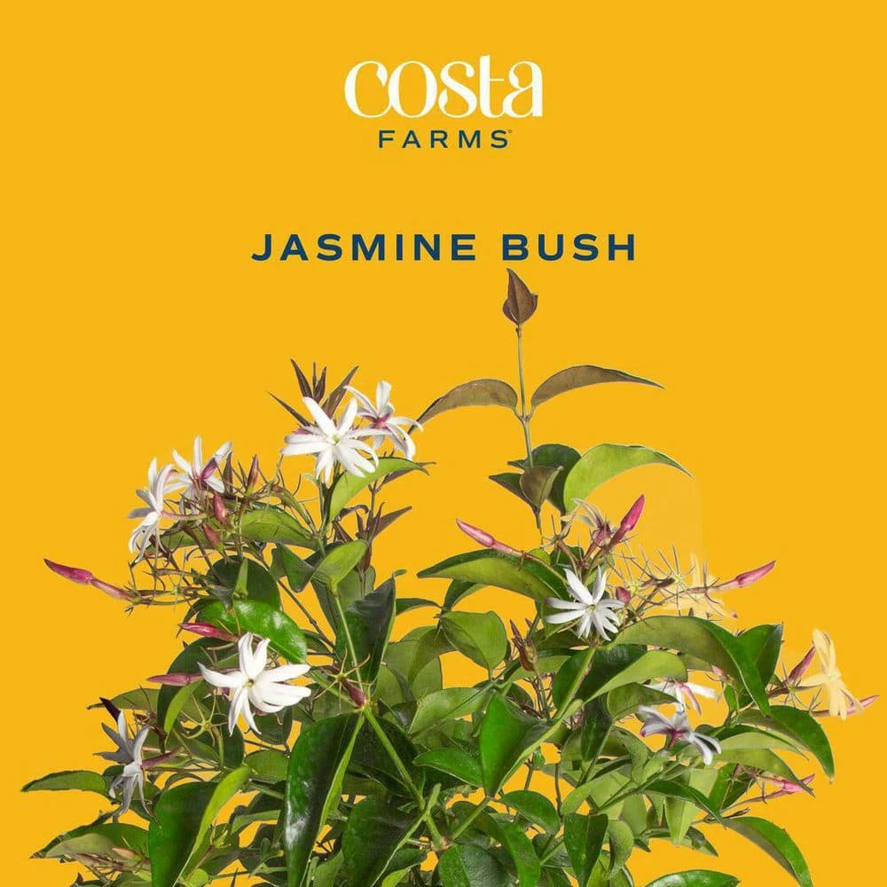 Outdoor Jasmine Belle Of India Plant In 2.5 Qt. Grower Pot, Avg. Shipping Height 1 Ft. To 2 Ft. Tall 10 Outdoor Jasmine Belle Of India Plant In 2.5 Qt. Grower Pot, Avg. Shipping Height 1 Ft. To 2 Ft. Tall - Image 8