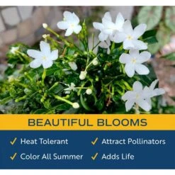 Outdoor Jasmine Belle Of India Plant In 2.5 Qt. Grower Pot, Avg. Shipping Height 1 Ft. To 2 Ft. Tall 12 Outdoor Jasmine Belle Of India Plant In 2.5 Qt. Grower Pot, Avg. Shipping Height 1 Ft. To 2 Ft. Tall -Home plant costa farms shrubs hedges m jas g pot 01 4f 1000