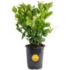 Outdoor Jasmine Belle Of India Plant In 2.5 Qt. Grower Pot, Avg. Shipping Height 1 Ft. To 2 Ft. Tall 2 Outdoor Jasmine Belle Of India Plant In 2.5 Qt. Grower Pot, Avg. Shipping Height 1 Ft. To 2 Ft. Tall -Home plant costa farms shrubs hedges m jas g pot 01 64 1000
