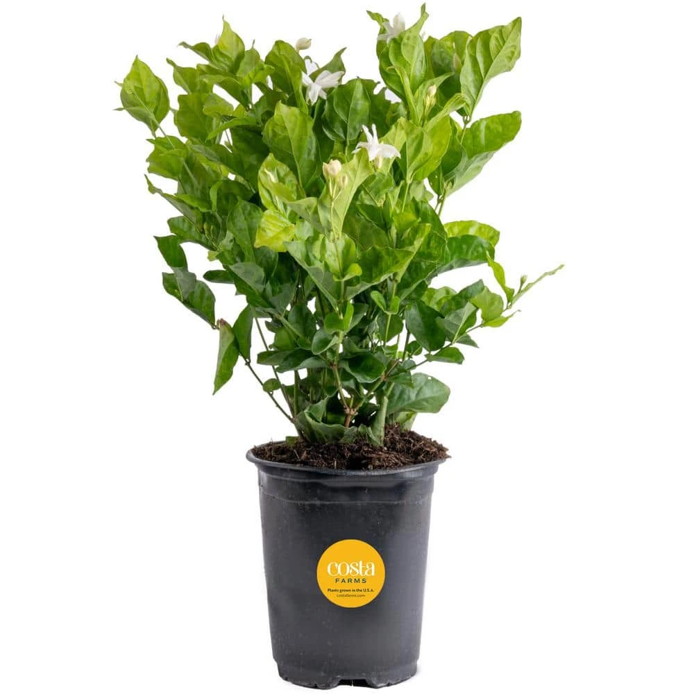 Outdoor Jasmine Belle Of India Plant In 2.5 Qt. Grower Pot, Avg. Shipping Height 1 Ft. To 2 Ft. Tall 3 Outdoor Jasmine Belle Of India Plant In 2.5 Qt. Grower Pot, Avg. Shipping Height 1 Ft. To 2 Ft. Tall