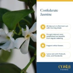 Outdoor Jasmine Belle Of India Plant In 2.5 Qt. Grower Pot, Avg. Shipping Height 1 Ft. To 2 Ft. Tall 16 Outdoor Jasmine Belle Of India Plant In 2.5 Qt. Grower Pot, Avg. Shipping Height 1 Ft. To 2 Ft. Tall -Home plant costa farms shrubs hedges m jas g pot 01 76 1000