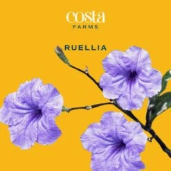 Outdoor Ruellia Bush Plant In 2.5 Qt. Grower Pot, Avg. Shipping Height 1-2 Ft. Tall 13 Outdoor Ruellia Bush Plant In 2.5 Qt. Grower Pot, Avg. Shipping Height 1-2 Ft. Tall -Home plant costa farms shrubs hedges m rue g pot 01 31 1000