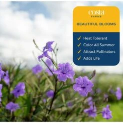 Outdoor Ruellia Bush Plant In 2.5 Qt. Grower Pot, Avg. Shipping Height 1-2 Ft. Tall 10 Outdoor Ruellia Bush Plant In 2.5 Qt. Grower Pot, Avg. Shipping Height 1-2 Ft. Tall -Home plant costa farms shrubs hedges m rue g pot 01 4f 1000