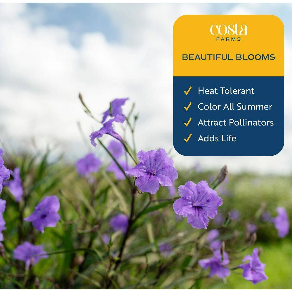 Outdoor Ruellia Bush Plant In 2.5 Qt. Grower Pot, Avg. Shipping Height 1-2 Ft. Tall 5 Outdoor Ruellia Bush Plant In 2.5 Qt. Grower Pot, Avg. Shipping Height 1-2 Ft. Tall - Image 3