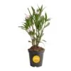 Outdoor Ruellia Bush Plant In 2.5 Qt. Grower Pot, Avg. Shipping Height 1-2 Ft. Tall 1 Outdoor Ruellia Bush Plant In 2.5 Qt. Grower Pot, Avg. Shipping Height 1-2 Ft. Tall -Home plant costa farms shrubs hedges m rue g pot 01 64 1000