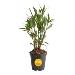 Outdoor Ruellia Bush Plant In 2.5 Qt. Grower Pot, Avg. Shipping Height 1-2 Ft. Tall