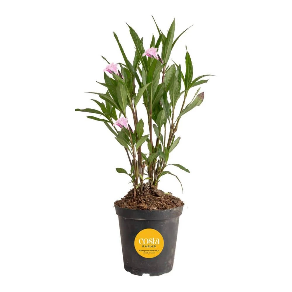 Outdoor Ruellia Bush Plant In 2.5 Qt. Grower Pot, Avg. Shipping Height 1-2 Ft. Tall 3 Outdoor Ruellia Bush Plant In 2.5 Qt. Grower Pot, Avg. Shipping Height 1-2 Ft. Tall
