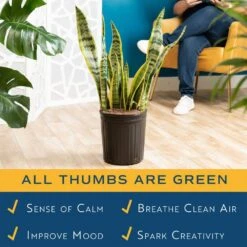 Sansevieria Laurentii Indoor Snake Plant In 8.75 In. Grower Pot, Avg. Shipping Height 1-2 Ft. Tall 13 Sansevieria Laurentii Indoor Snake Plant In 8.75 In. Grower Pot, Avg. Shipping Height 1-2 Ft. Tall -Home plant costa farms snake plants 10sansl 1f 1000