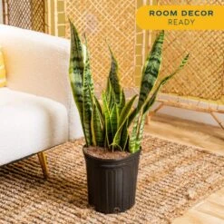 Sansevieria Laurentii Indoor Snake Plant In 8.75 In. Grower Pot, Avg. Shipping Height 1-2 Ft. Tall 12 Sansevieria Laurentii Indoor Snake Plant In 8.75 In. Grower Pot, Avg. Shipping Height 1-2 Ft. Tall -Home plant costa farms snake plants 10sansl 4f 1000