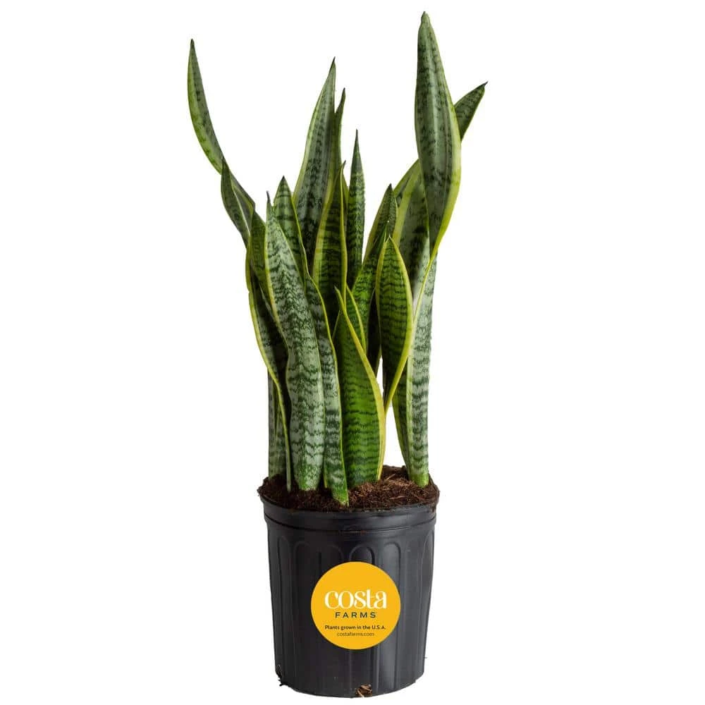 Sansevieria Laurentii Indoor Snake Plant In 8.75 In. Grower Pot, Avg. Shipping Height 1-2 Ft. Tall 3 Sansevieria Laurentii Indoor Snake Plant In 8.75 In. Grower Pot, Avg. Shipping Height 1-2 Ft. Tall