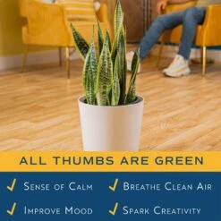 Grower's Choice Sansevieria Indoor Snake Plant In 10 In. Decor Pot, Avg. Shipping Height 1-2 Ft. Tall 19 Grower's Choice Sansevieria Indoor Snake Plant In 10 In. Decor Pot, Avg. Shipping Height 1-2 Ft. Tall -Home plant costa farms snake plants 10sanslcreammod 31 1000