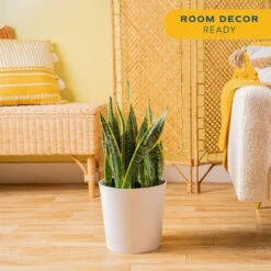 Grower's Choice Sansevieria Indoor Snake Plant In 10 In. Decor Pot, Avg. Shipping Height 1-2 Ft. Tall 15 Grower's Choice Sansevieria Indoor Snake Plant In 10 In. Decor Pot, Avg. Shipping Height 1-2 Ft. Tall -Home plant costa farms snake plants 10sanslcreammod 4f 1000