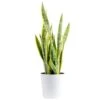 Grower's Choice Sansevieria Indoor Snake Plant In 10 In. Decor Pot, Avg. Shipping Height 1-2 Ft. Tall 1 Grower's Choice Sansevieria Indoor Snake Plant In 10 In. Decor Pot, Avg. Shipping Height 1-2 Ft. Tall -Home plant costa farms snake plants 10sanslcreammod 64 1000