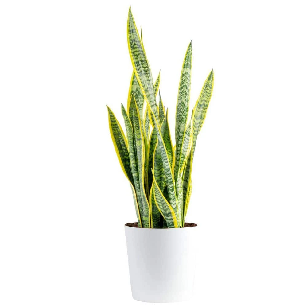 Grower's Choice Sansevieria Indoor Snake Plant In 10 In. Decor Pot, Avg. Shipping Height 1-2 Ft. Tall 3 Grower's Choice Sansevieria Indoor Snake Plant In 10 In. Decor Pot, Avg. Shipping Height 1-2 Ft. Tall