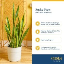 Grower's Choice Sansevieria Indoor Snake Plant In 10 In. Decor Pot, Avg. Shipping Height 1-2 Ft. Tall 17 Grower's Choice Sansevieria Indoor Snake Plant In 10 In. Decor Pot, Avg. Shipping Height 1-2 Ft. Tall -Home plant costa farms snake plants 10sanslcreammod fa 1000