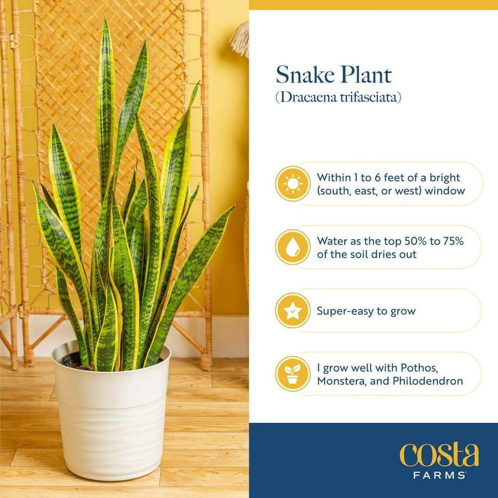 Grower's Choice Sansevieria Indoor Snake Plant In 10 In. Decor Pot, Avg. Shipping Height 1-2 Ft. Tall 9 Grower's Choice Sansevieria Indoor Snake Plant In 10 In. Decor Pot, Avg. Shipping Height 1-2 Ft. Tall - Image 7