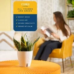 Grower's Choice Sansevieria Indoor Snake Plant In 6 In. Self-Watering Decor Pot, Avg. Shipping Height 1-2 Ft. Tall -Home plant costa farms snake plants co sl07 3 cyl 1f 1000