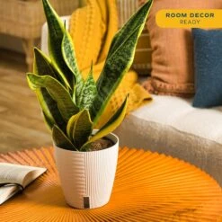 Grower's Choice Sansevieria Indoor Snake Plant In 6 In. Self-Watering Decor Pot, Avg. Shipping Height 1-2 Ft. Tall -Home plant costa farms snake plants co sl07 3 cyl 4f 1000