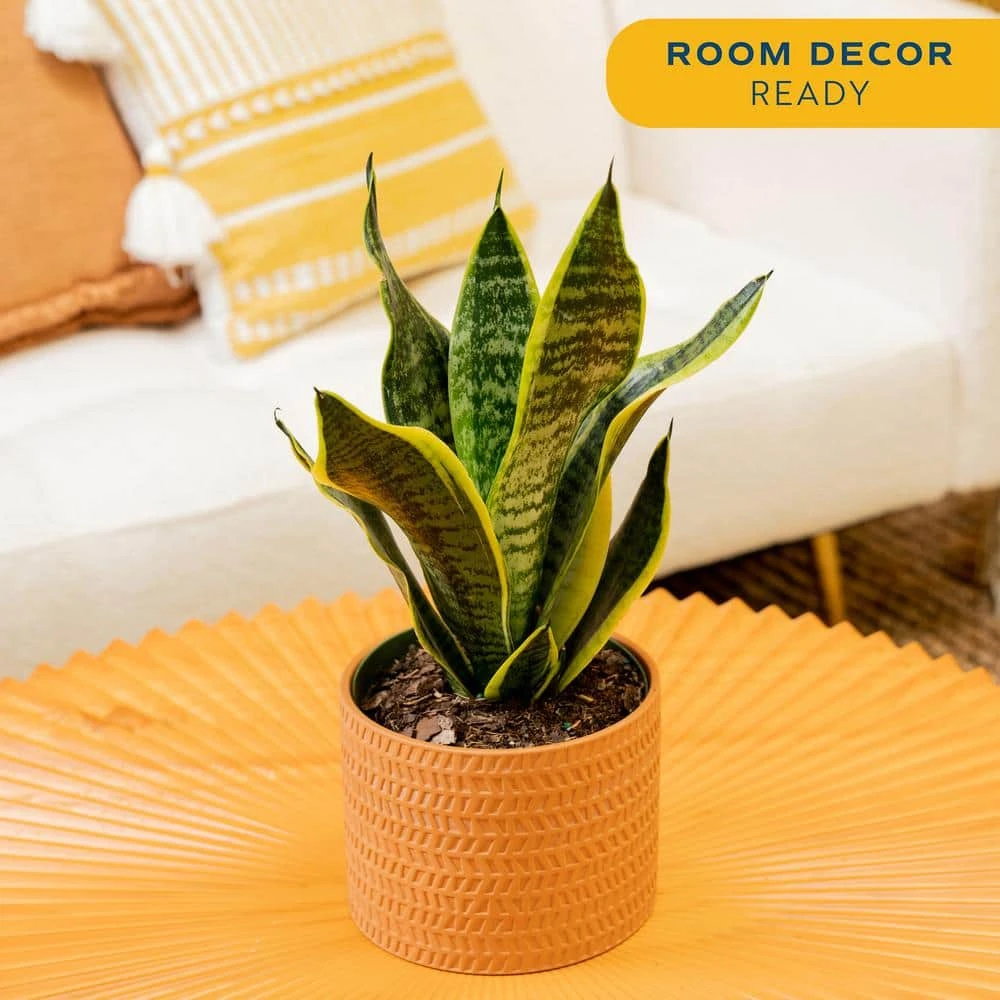 Grower's Choice Sansevieria Indoor Snake Plant In 6 In. Decor Pot, Avg. Shipping Height 1-2 Ft. Tall 7 Grower's Choice Sansevieria Indoor Snake Plant In 6 In. Decor Pot, Avg. Shipping Height 1-2 Ft. Tall - Image 5