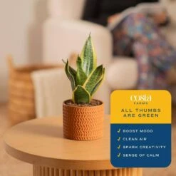 Grower's Choice Sansevieria Indoor Snake Plant In 6 In. Decor Pot, Avg. Shipping Height 1-2 Ft. Tall 13 Grower's Choice Sansevieria Indoor Snake Plant In 6 In. Decor Pot, Avg. Shipping Height 1-2 Ft. Tall -Home plant costa farms snake plants co sz07 3 sch 4f 1000