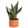 Grower's Choice Sansevieria Indoor Snake Plant In 6 In. Decor Pot, Avg. Shipping Height 1-2 Ft. Tall 1 Grower's Choice Sansevieria Indoor Snake Plant In 6 In. Decor Pot, Avg. Shipping Height 1-2 Ft. Tall -Home plant costa farms snake plants co sz07 3 sch 64 1000