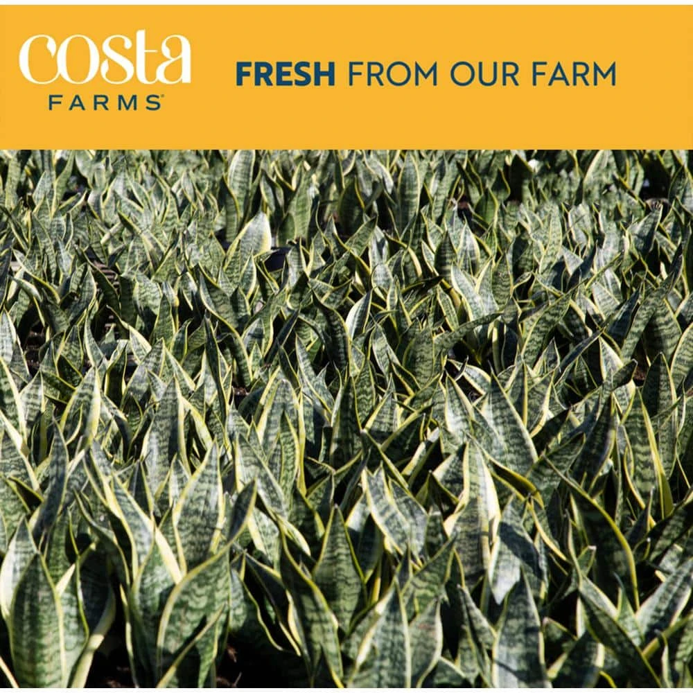 Grower's Choice Sansevieria Indoor Snake Plant In 6 In. Decor Pot, Avg. Shipping Height 1-2 Ft. Tall 4 Grower's Choice Sansevieria Indoor Snake Plant In 6 In. Decor Pot, Avg. Shipping Height 1-2 Ft. Tall - Image 2