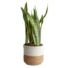 Grower's Choice Sansevieria Indoor Snake Plant In 10in. Decor Weave Basket Planter, Average Shipping Height 1-2 Ft. Tall 2 Grower's Choice Sansevieria Indoor Snake Plant In 10in. Decor Weave Basket Planter, Average Shipping Height 1-2 Ft. Tall -Home plant costa farms snake plants co sz10 3 cyl 64 1000