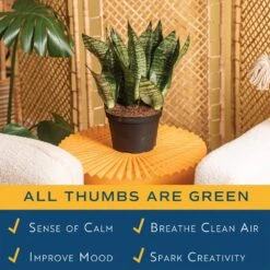 Grower's Choice Sansevieria Indoor Snake Plant In 6 In. Grower Pot, Avg. Shipping Height 1-2 Ft. Tall -Home plant costa farms snake plants m san g pot 01 4f 1000