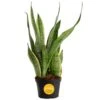 Grower's Choice Sansevieria Indoor Snake Plant In 6 In. Grower Pot, Avg. Shipping Height 1-2 Ft. Tall -Home plant costa farms snake plants m san g pot 01 64 1000