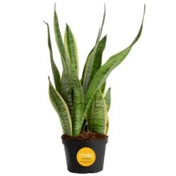 Grower's Choice Sansevieria Indoor Snake Plant In 6 In. Grower Pot, Avg. Shipping Height 1-2 Ft. Tall