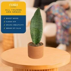 Whalefin Sansevieria Snake Plant In 6 In. Decor Planter, Avg. Shipping Height 11 In. To 23 In. 12 Whalefin Sansevieria Snake Plant In 6 In. Decor Planter, Avg. Shipping Height 11 In. To 23 In. -Home plant costa farms snake plants m wss p sto 01 1f 1000
