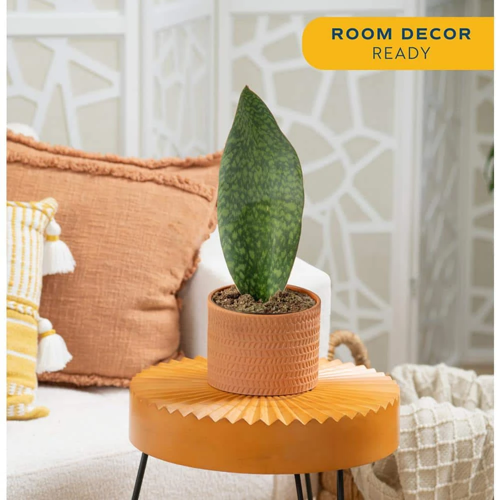 Whalefin Sansevieria Snake Plant In 6 In. Decor Planter, Avg. Shipping Height 11 In. To 23 In. 5 Whalefin Sansevieria Snake Plant In 6 In. Decor Planter, Avg. Shipping Height 11 In. To 23 In. - Image 3