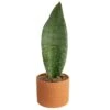 Whalefin Sansevieria Snake Plant In 6 In. Decor Planter, Avg. Shipping Height 11 In. To 23 In. -Home plant costa farms snake plants m wss p sto 01 64 1000