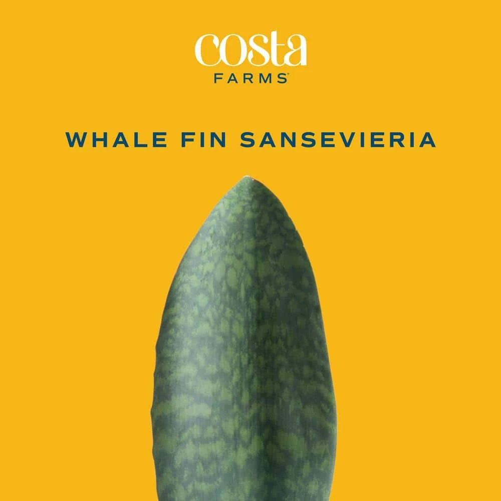 Whalefin Sansevieria Snake Plant In 6 In. Decor Planter, Avg. Shipping Height 11 In. To 23 In. 4 Whalefin Sansevieria Snake Plant In 6 In. Decor Planter, Avg. Shipping Height 11 In. To 23 In. - Image 2