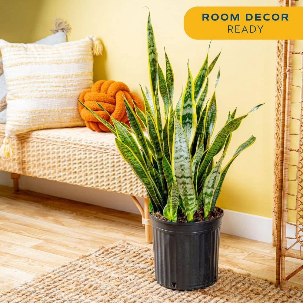 Grower's Choice Sansevieria Indoor/Outdoor Snake Plant In 12 In. Grower's Pot, Avg. Shipping Height 3-4 Ft. Tall 11 Grower's Choice Sansevieria Indoor/Outdoor Snake Plant In 12 In. Grower's Pot, Avg. Shipping Height 3-4 Ft. Tall - Image 9