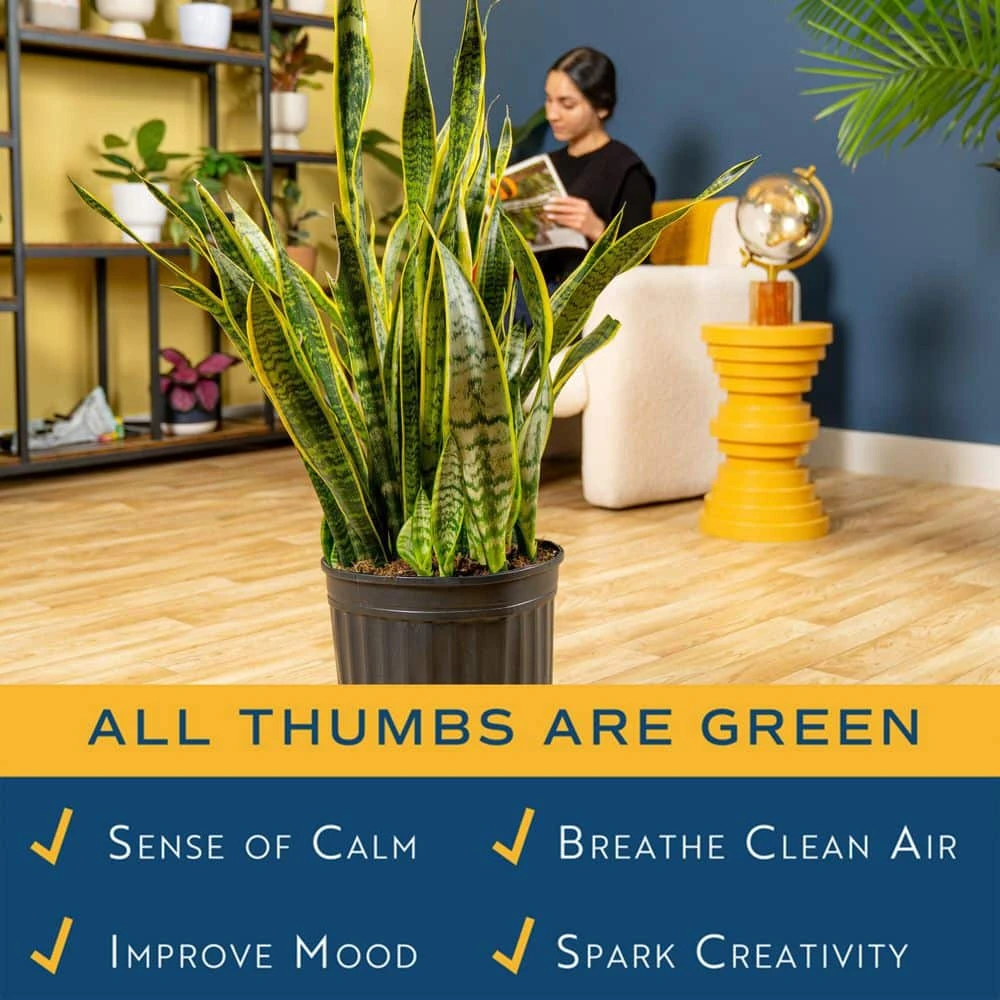 Grower's Choice Sansevieria Indoor/Outdoor Snake Plant In 12 In. Grower's Pot, Avg. Shipping Height 3-4 Ft. Tall 7 Grower's Choice Sansevieria Indoor/Outdoor Snake Plant In 12 In. Grower's Pot, Avg. Shipping Height 3-4 Ft. Tall - Image 5