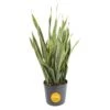 Grower's Choice Sansevieria Indoor/Outdoor Snake Plant In 12 In. Grower's Pot, Avg. Shipping Height 3-4 Ft. Tall 1 Grower's Choice Sansevieria Indoor/Outdoor Snake Plant In 12 In. Grower's Pot, Avg. Shipping Height 3-4 Ft. Tall -Home plant costa farms snake plants xl san g pot 01 64 1000