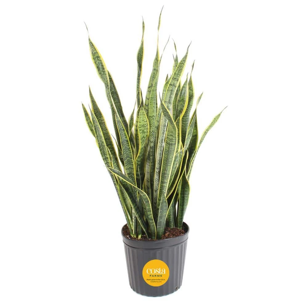 Grower's Choice Sansevieria Indoor/Outdoor Snake Plant In 12 In. Grower's Pot, Avg. Shipping Height 3-4 Ft. Tall 3 Grower's Choice Sansevieria Indoor/Outdoor Snake Plant In 12 In. Grower's Pot, Avg. Shipping Height 3-4 Ft. Tall