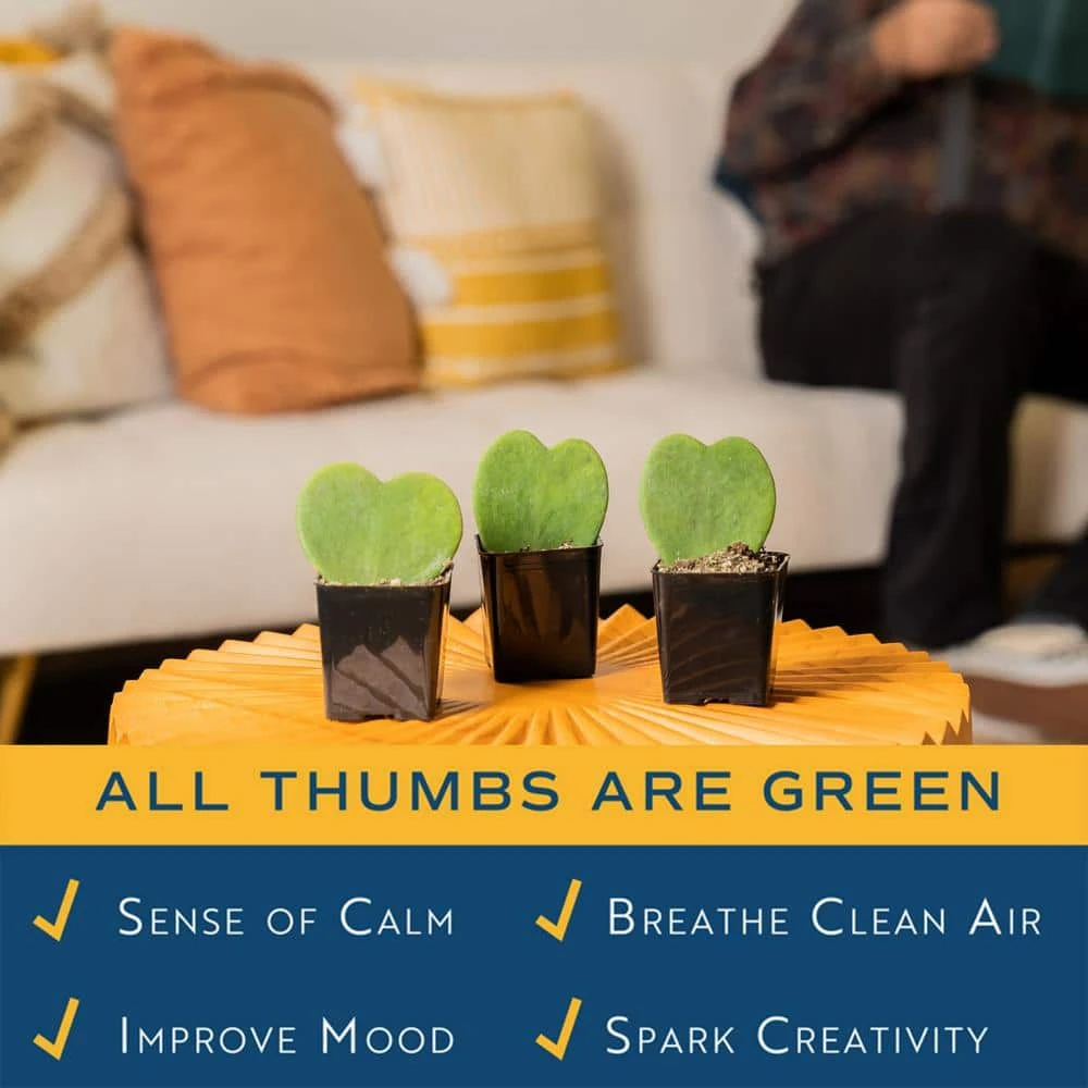 Hoya Kerrii Heartshaped Indoor Plant In 2.5 In. Grower Pot, Avg. Shipping Height 5 In. Tall (3-Pack) 6 Hoya Kerrii Heartshaped Indoor Plant In 2.5 In. Grower Pot, Avg. Shipping Height 5 In. Tall (3-Pack) - Image 4