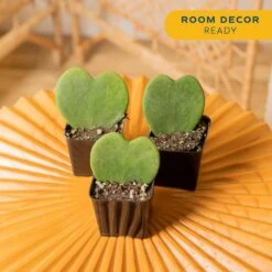 Hoya Kerrii Heartshaped Indoor Plant In 2.5 In. Grower Pot, Avg. Shipping Height 5 In. Tall (3-Pack) 11 Hoya Kerrii Heartshaped Indoor Plant In 2.5 In. Grower Pot, Avg. Shipping Height 5 In. Tall (3-Pack) -Home plant costa farms succulent plants 2 5hoyagp3pk 4f 1000